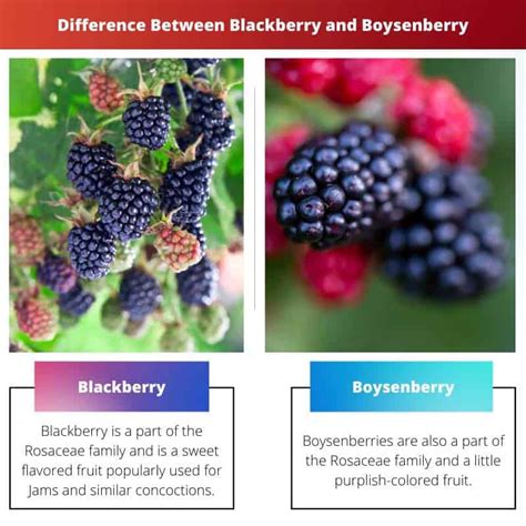 difference between boysenberry and blackberry.